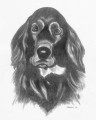Bleistiftzeichnung Cocker Spaniel aus der Serie Tier-Zeichnungen von Marion Lux, Berlin