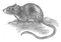 Bleistiftzeichnung Ratte 2 aus der Serie Tier-Zeichnungen von Marion Lux, Berlin